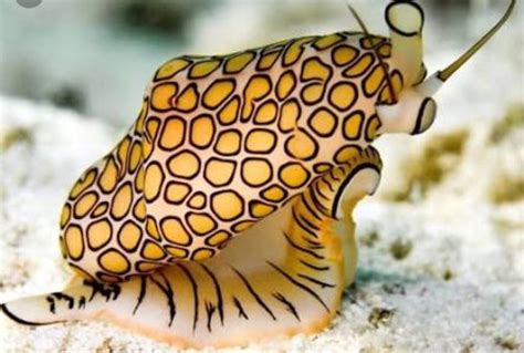  Flamingo Tongue! A Magnificent Snail That Embraces a Life of Vibrancy and Venom