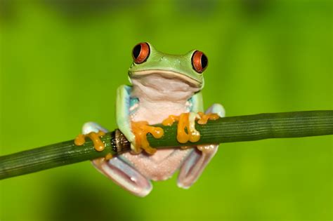  Red-Eyed Tree Frog: Discover the Astonishing Beauty of This Nocturnal Arboreal Jewel!