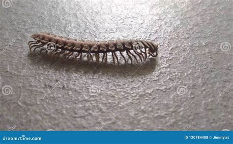  Toothed Millipede: This Striking Creature With Its Many Legs Crawls Through Decayed Leaves Like A Miniature Armored Train!