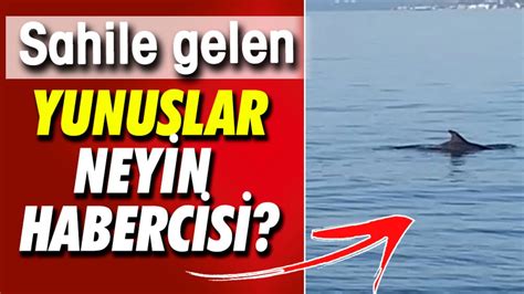  Amphioxus, Hayvan Krallığının En Gizemli Vücut Yapısına Sahip Sümüklüsü!