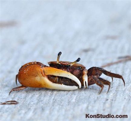  Fiddler Crab - Can This Crustacean Really Play the Violin?