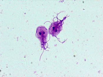  Giardia Lamblia: Hem Parazittir Hem de Mikroskopik Bir Dansçı!