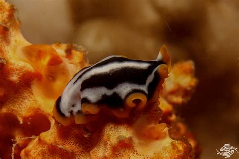  Keen on Knowledge? Discover the Kleptoplana - This Marine Flatworm Is Known for its Unusual Diet and Exquisite Camouflage Abilities!