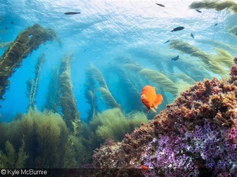  Keenly Observing the Kelp-Dwelling Knight: A Marine Worm That Thrives in Underwater Forests!