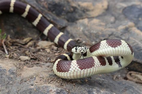  Kingsnake!  A Reptile Renowned for its Striking Beauty and Remarkable Defensive Tactics