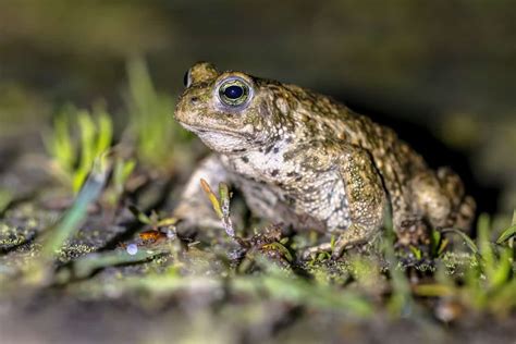  Natterjack Toadı: Yabanın Geceleri Sessizce Hışırdayan Öğütücü Şöleni!