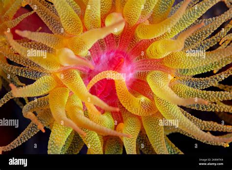  Night Coral: Unveiling the Mystery Behind the Colorful Polyps Hiding in Darkness!