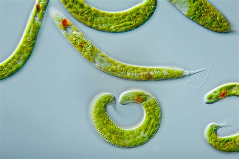  Paramecium! Küçük Tek Hücreli Bir Dünyanın Kralı mıdır?