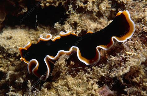  Pseudobiceros: Can You Believe This Flatworm Lives Off Sunlight Like A Tiny Solar Panel?