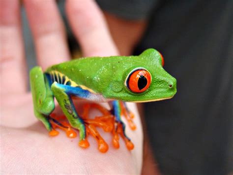 Red-Eyed Tree Frog:  Unraveling the Mysteries of its Arboreal Lifestyle and Vibrant Camouflage!