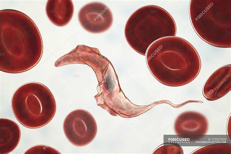  Trypanosoma!  A Tiny Parasite With a Massive Impact on Global Health