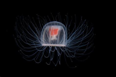  Turritopsis Dohrnii: Bu Şaşırtıcı Canlı Ölümü Yenebilir mi?