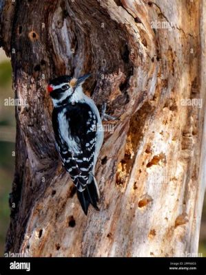  Woodpecker - Bu oyuk yuvalarıyla bilinen ve ağaç kabuğu üzerinde yürüyebilen küçük bir kertenkele mi yoksa güçlü gagasıyla ağaçlara delik açan bir kuş mu?