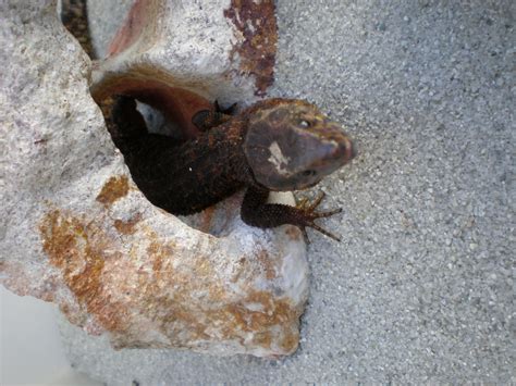  Yellow-Spotted Lizard: An Ancient Reptile With Sunbathing Habits As Complex as a Philosopher's Theories!