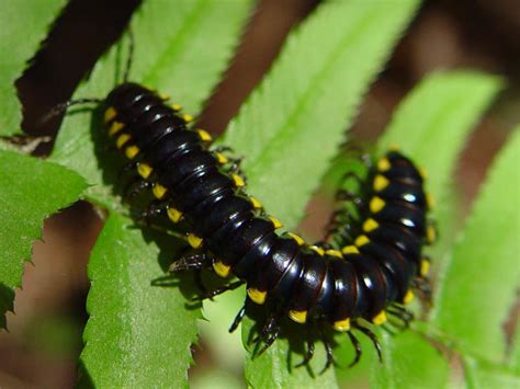  Yellow-Spotted Millipede: A Delightful Creature That Crawls Like an Armored Caterpillar