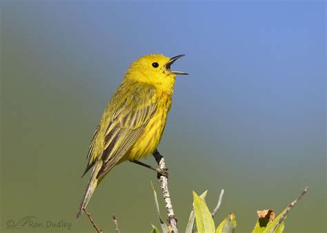 Yellow Warbler: A Tiny Songster Known for Its Melodious Chirps and Bold Territorial Displays!