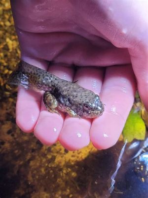  Zachary-The Tadpole Who Thinks He’s A Fish!